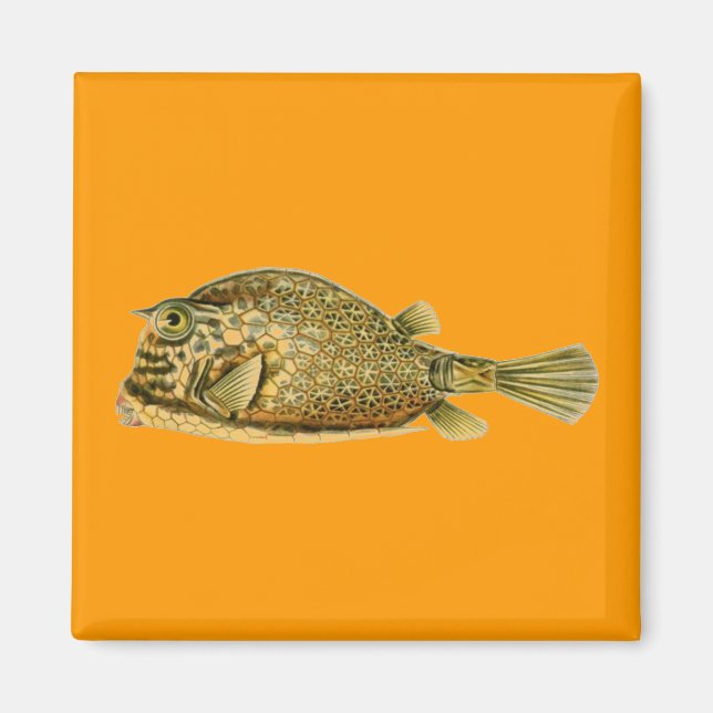 Imã Haeckel Fish (Frente)
