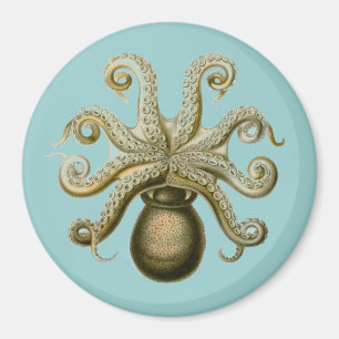 Imã Haeckel Octopus