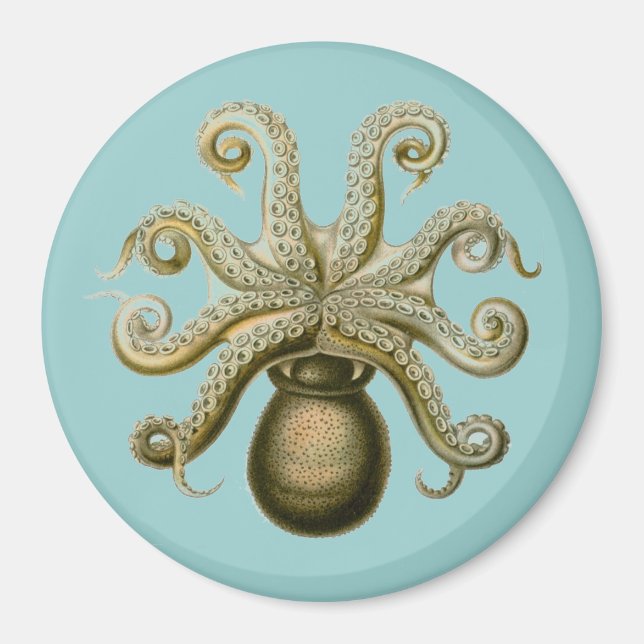 Imã Haeckel Octopus (Frente)