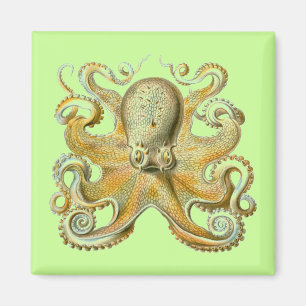 Imã Haeckel Octopus