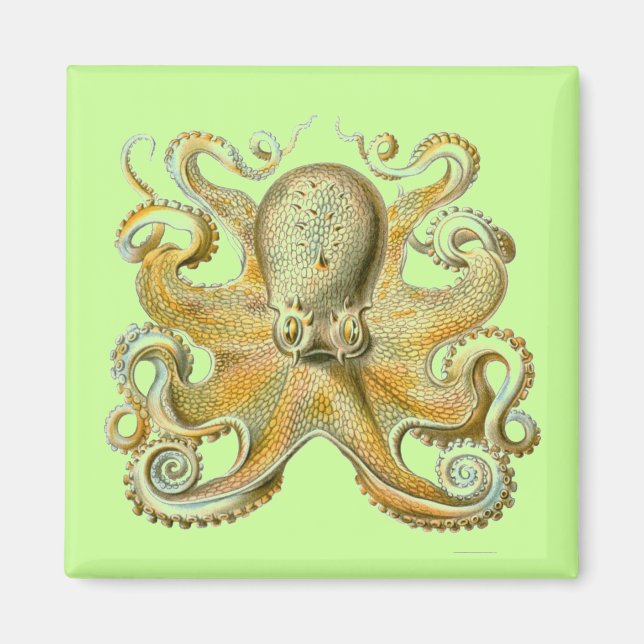 Imã Haeckel Octopus (Frente)