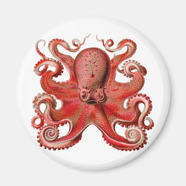 Imã Haeckel Octopus Red (Frente)
