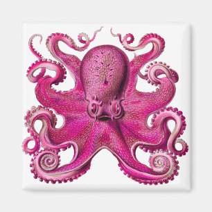 Imã Haeckel Octopus Rosa
