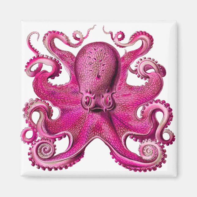 Imã Haeckel Octopus Rosa (Frente)