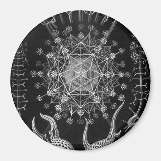 Imã Haeckel Phaeodaria (Frente)