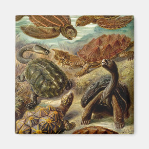 Imã Haeckel Turtles