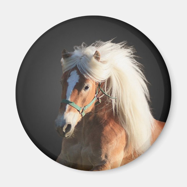 Imã Haflinger Horse (Frente)