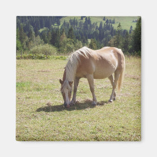 Imã Haflinger Palomino Pony em Pasture Verde Foto:
