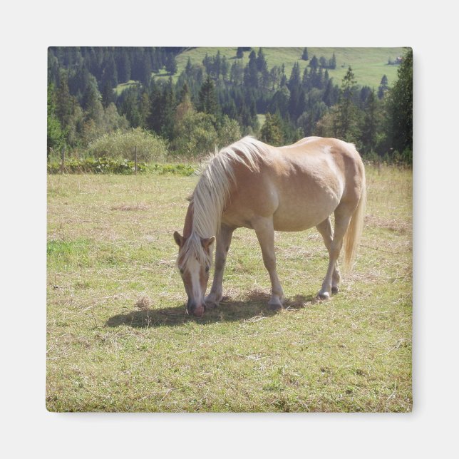 Imã Haflinger Palomino Pony no Verão Pasture Foto (Frente)