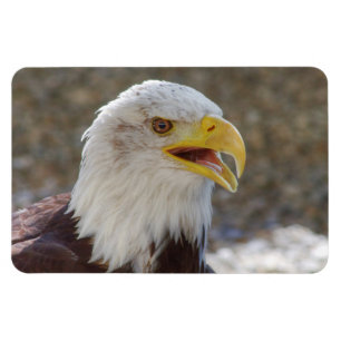 Ímã Haliaeetus leucocephalus