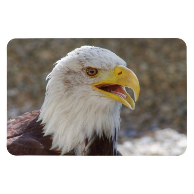 Ímã Haliaeetus leucocephalus (Horizontal)