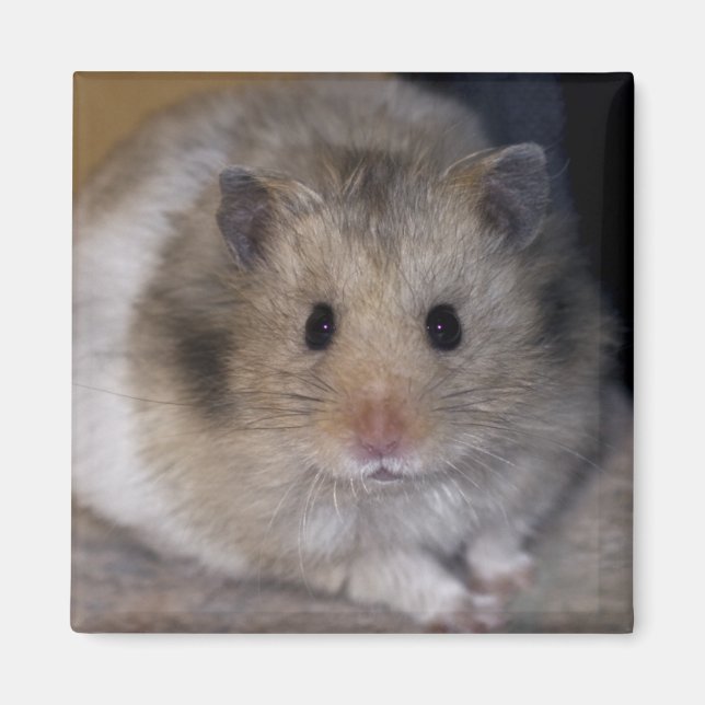 Imã Hammie Magnet (Frente)