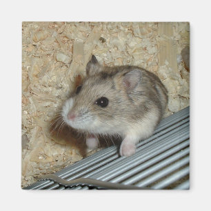 Imã Hamster de Campbells