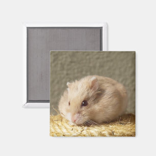 Imã Hamster do russo do anão com mordentes completos