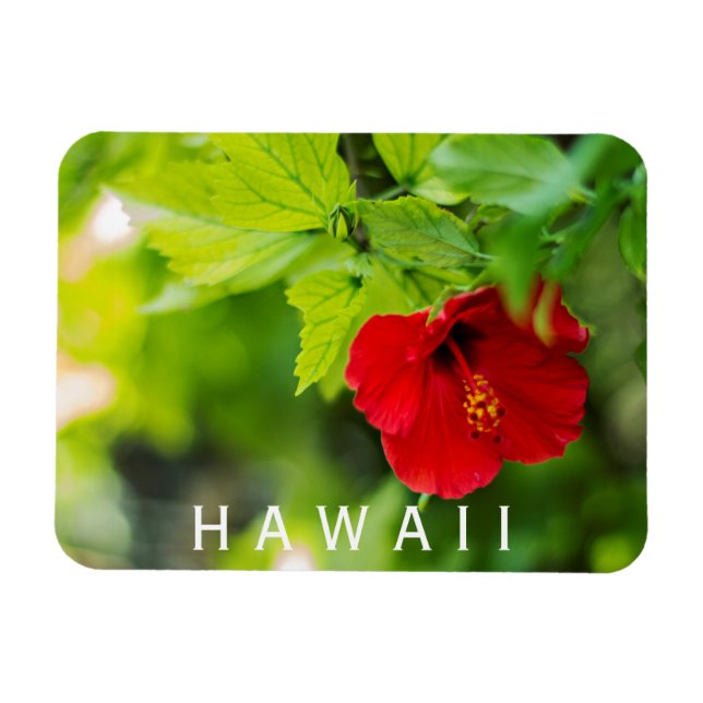 Ímã Hanalei Red Hibiscus Flor Tropical (Horizontal)