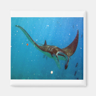 Imã Hanauma Bay Hawaii Manta Ray