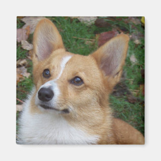 Imã Handsome Corgi