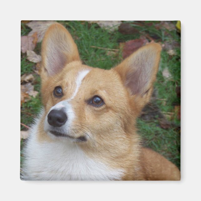 Imã Handsome Corgi (Frente)