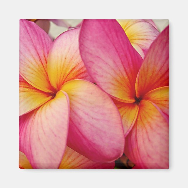 Imã Hanna Pink Plumeria Magnet (Frente)