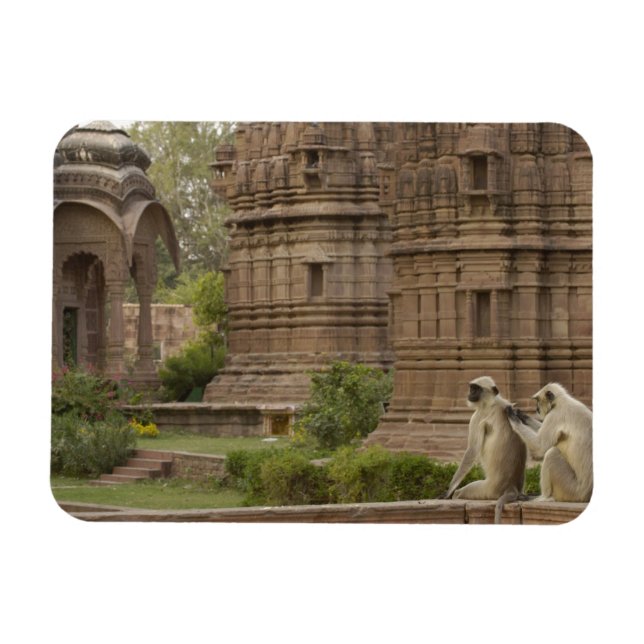 Ímã Hanuman Langurs ou Black-Face, Common ou Cinza (Horizontal)