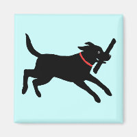 Happy Black Labrador Retriever | Executando o labo