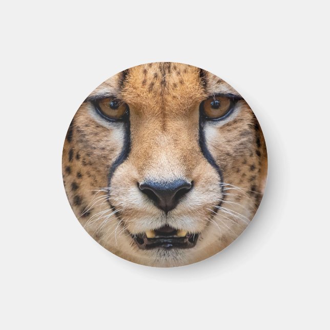 Imã Happy Cheetah (Frente)