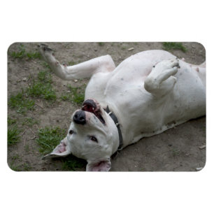 Ímã Happy Dogo Argentino Girl