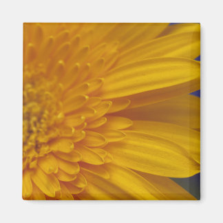 Imã Happy Gerber Square Magnet