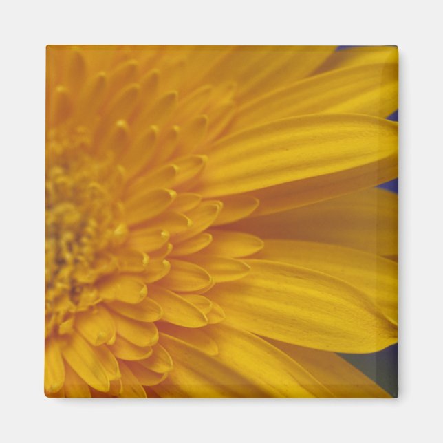 Imã Happy Gerber Square Magnet (Frente)