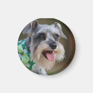 Imã Happy Miniature Schnauzer Puppy