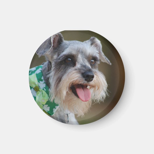 Imã Happy Miniature Schnauzer Puppy (Frente)