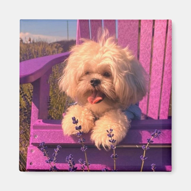 Imã Happy Shih Tzu Puppy Relaxing (Dog Days) (Frente)