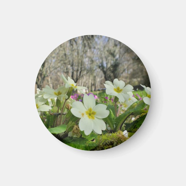 Imã Harbinger de Primavera (Frente)