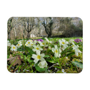 Ímã Harbinger de Primavera