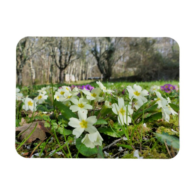 Ímã Harbinger de Primavera (Horizontal)