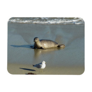 Ímã Harbor Seal em La Jolla California