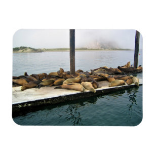 Ímã Harbor Seals, Morro Bay, Califórnia