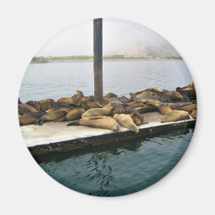 Imã Harbor Seals, Morro Bay, Califórnia