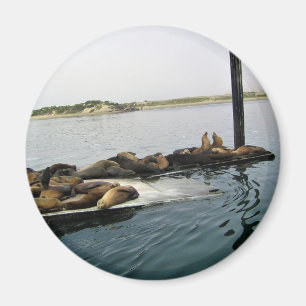 Imã Harbor Seals, Morro Bay, Califórnia