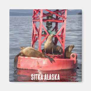 Imã Harbor Seals - Sitka Alaska Magnet