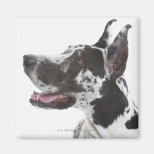 Imã Harlequin great dane
