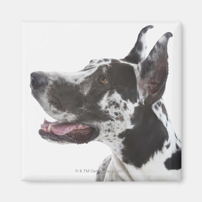 Imã Harlequin Great Dane (Frente)