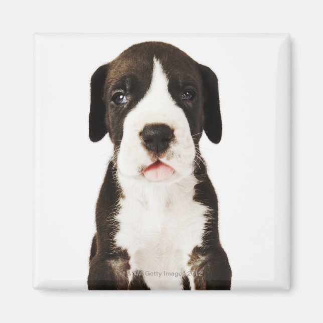 Imã Harlequin Great Dane puppy com fundo branco (Frente)