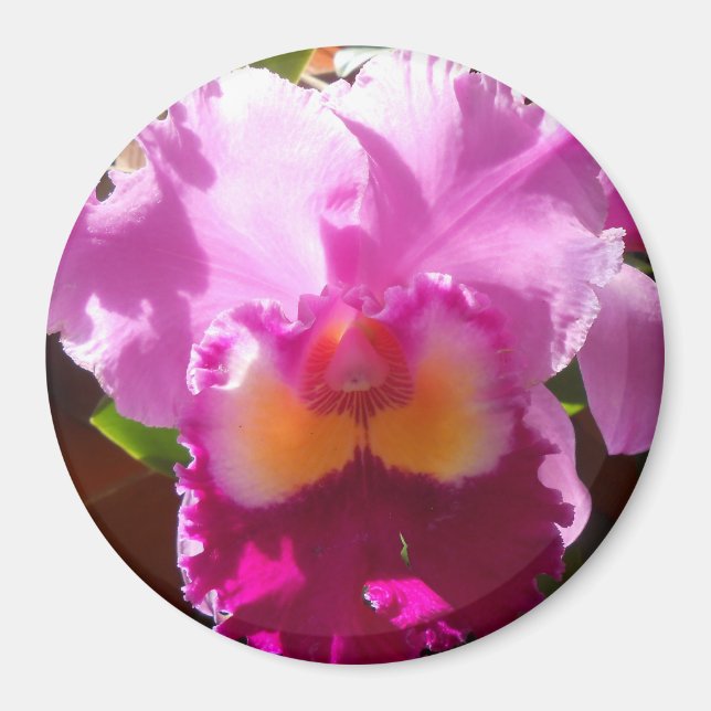 Imã Harlinde (Frente)