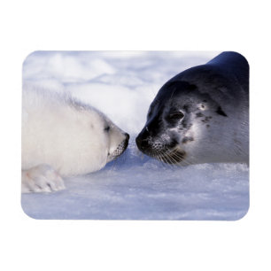 Ímã Harp Seal Mãe com Pup