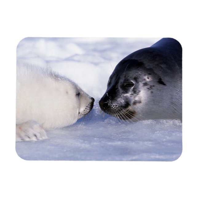 Ímã Harp Seal Mãe com Pup (Horizontal)