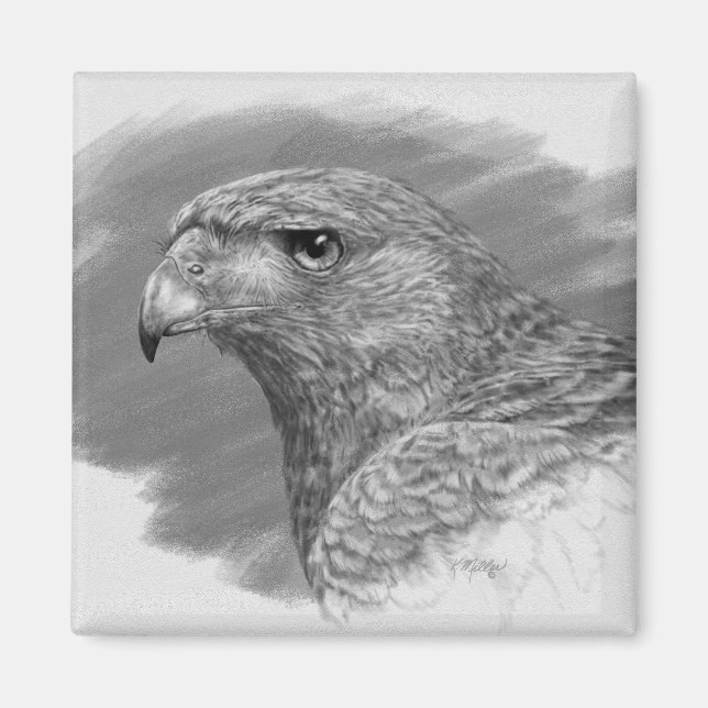 Imã Harris Hawk Drawing (Frente)