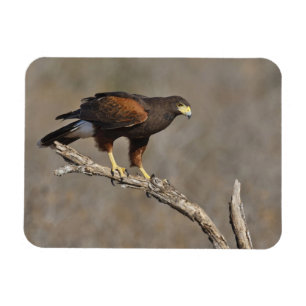 Ímã Harris's Hawk perched raptor
