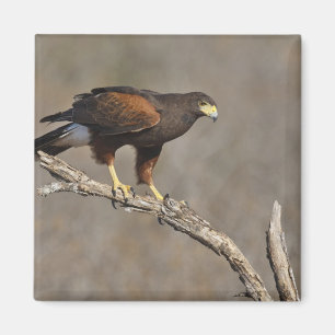 Imã Harris's Hawk perched raptor