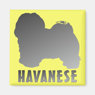 Imã Havanese